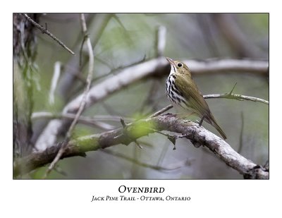 Ovenbird-002