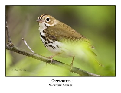 Ovenbird-005