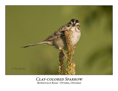 Clay-colored Sparrow-019