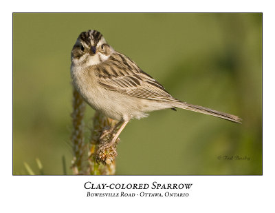 Clay-colored Sparrow-020