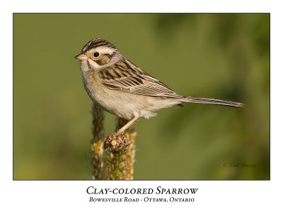 Clay-colored Sparrow-021