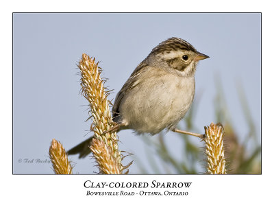 Clay-colored Sparrow-025