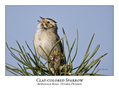 Clay-colored Sparrow-026