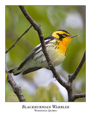 Blackburnian Warbler-004