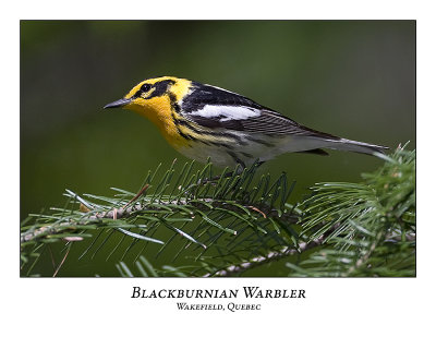 Blackburnian Warbler-005