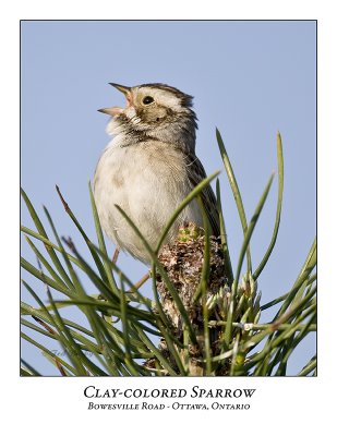 Clay-colored Sparrow-027