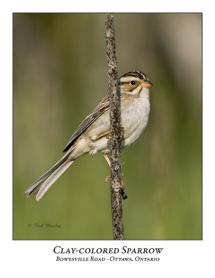 Clay-colored Sparrow-028