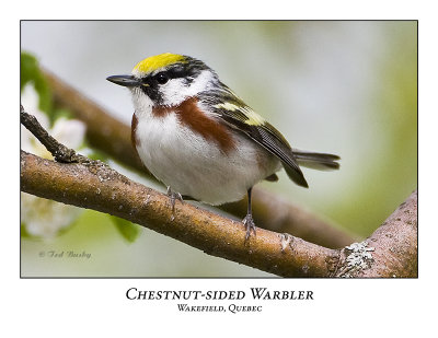 Chestnut-sided Warbler-005