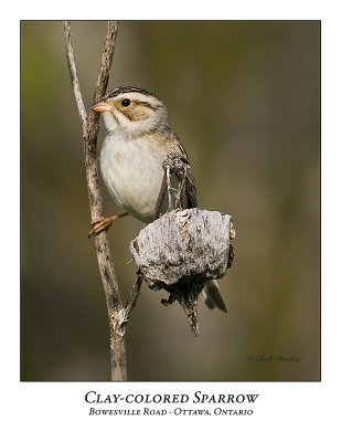 Clay-colored Sparrow-030