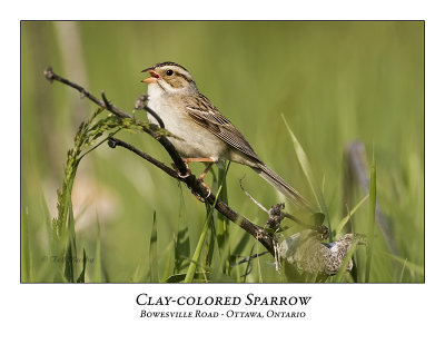 Clay-colored Sparrow-031