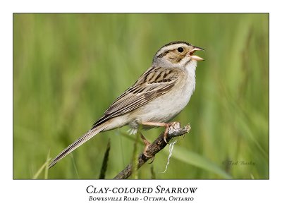 Clay-colored Sparrow-032
