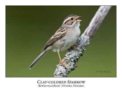 Clay-colored Sparrow-034