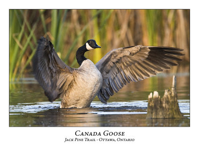 Canada Goose-001