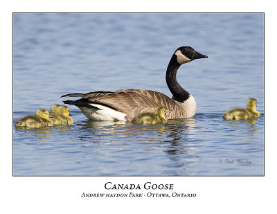 Canada Goose-002