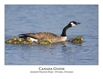 Canada Goose-003