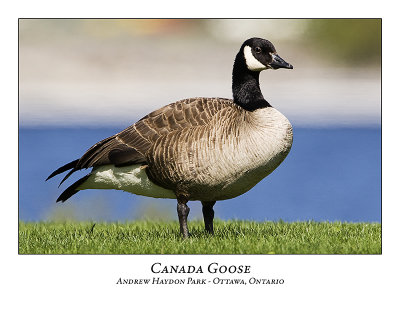 Canada Goose-004