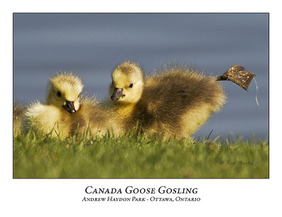 Canada Goose-005