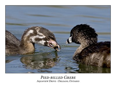 Pied-billed Grebe-003