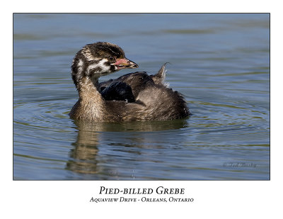 Pied-billed Grebe-006