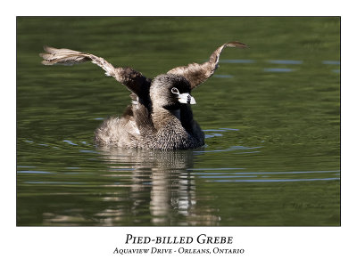 Pied-billed Grebe-008