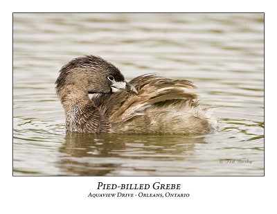 Pied-billed Grebe-016