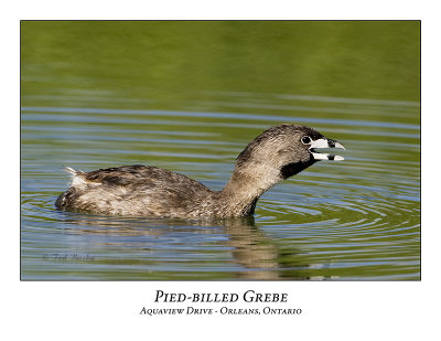 Pied-billed Grebe-025