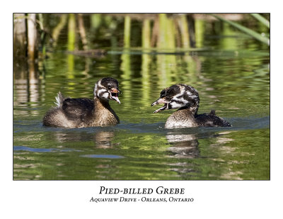 Pied-billed Grebe-027