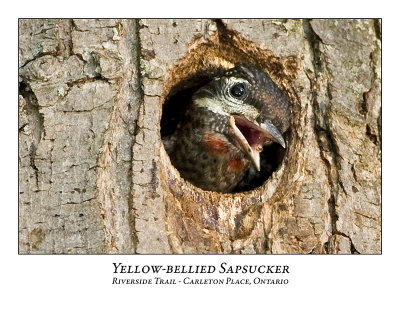 Yellow-bellied Sapsucker-002