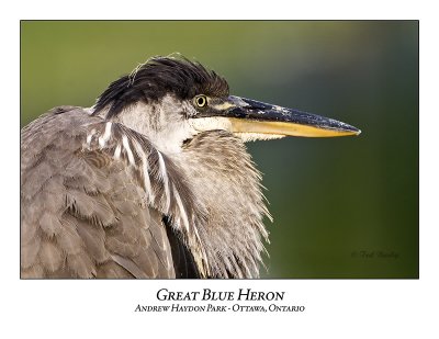 Great Blue Heron-047