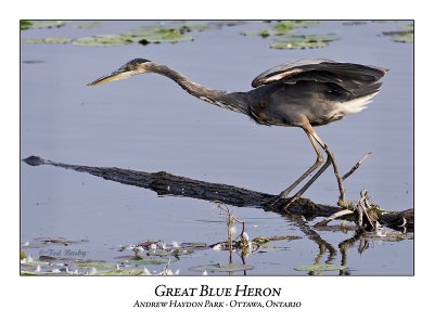 Great Blue Heron-052