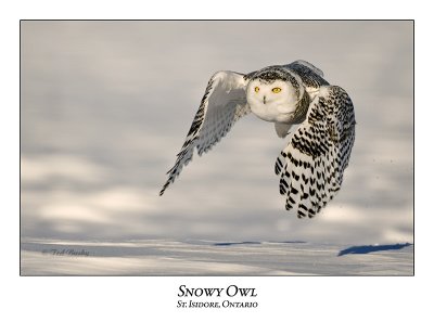 Snowy Owl-119