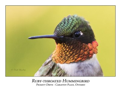 Ruby-throated Hummingbird-001
