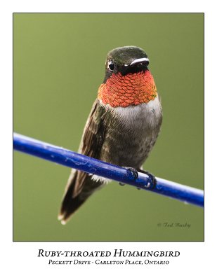 Ruby-throated Hummingbird-002