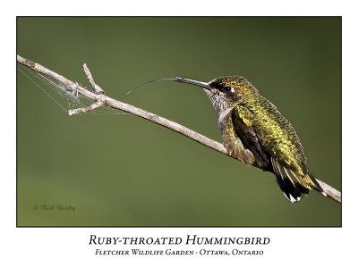 Ruby-throated Hummingbird-005
