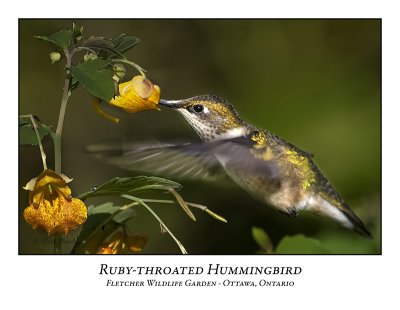 Ruby-throated Hummingbird-006