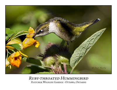 Ruby-throated Hummingbird-007