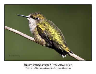 Ruby-throated Hummingbird-008