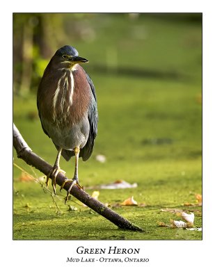 Green Heron-016