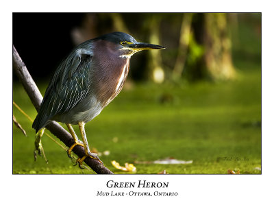 Green Heron-017