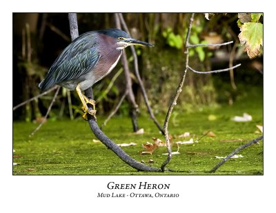 Green Heron-018