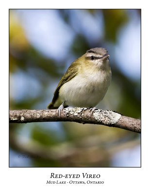 Red-eyed Vireo-001