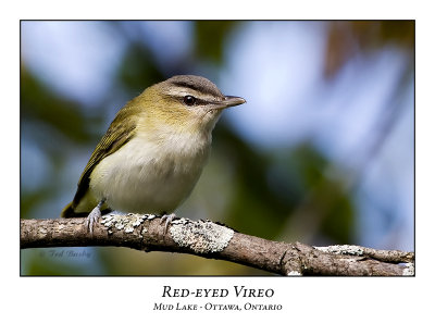 Red-eyed Vireo-002