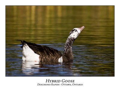 Hybrid Goose-003
