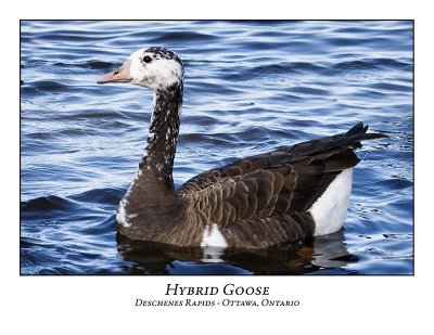 Hybrid Goose-004
