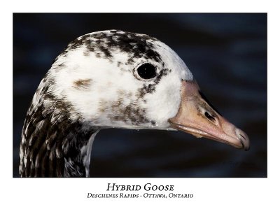 Hybrid Goose