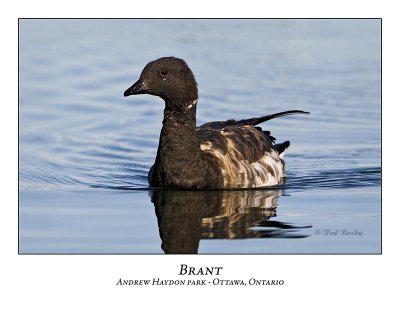 Brant-008