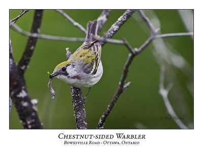 Chestnut-sided Warbler-018
