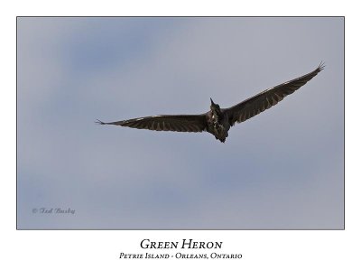 Green Heron-020