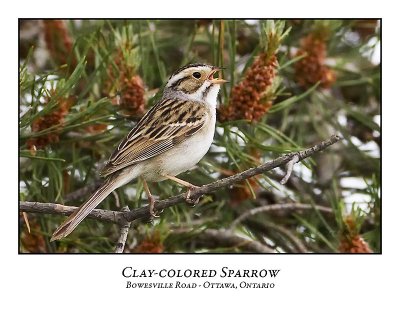 Clay-coloured Sparrow-037