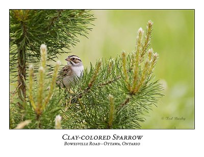 Clay-coloured Sparrow-039